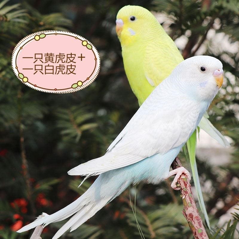 虎皮鹦鹉一对颜色随机发货